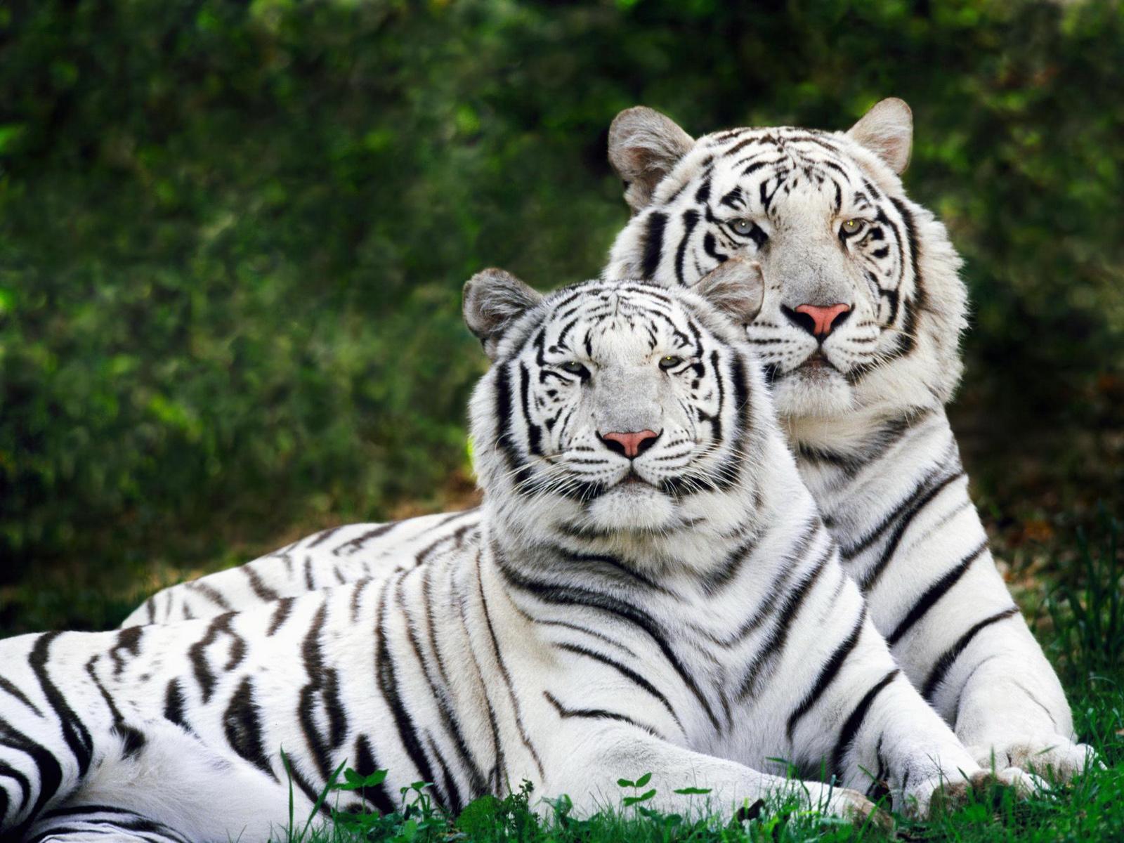 Image result for siberian tiger white